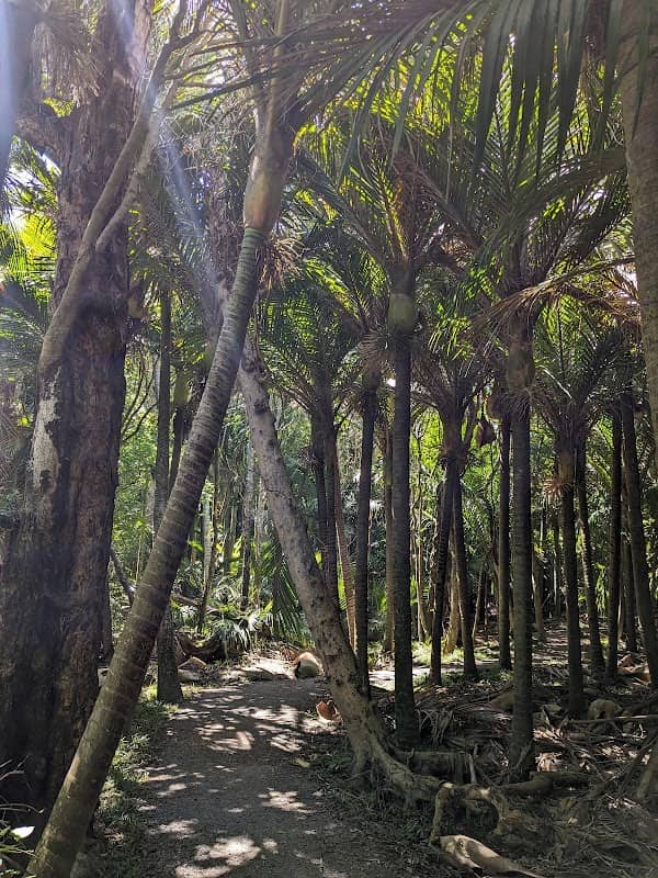Barry Hadfield Nikau Reserve - Image 1