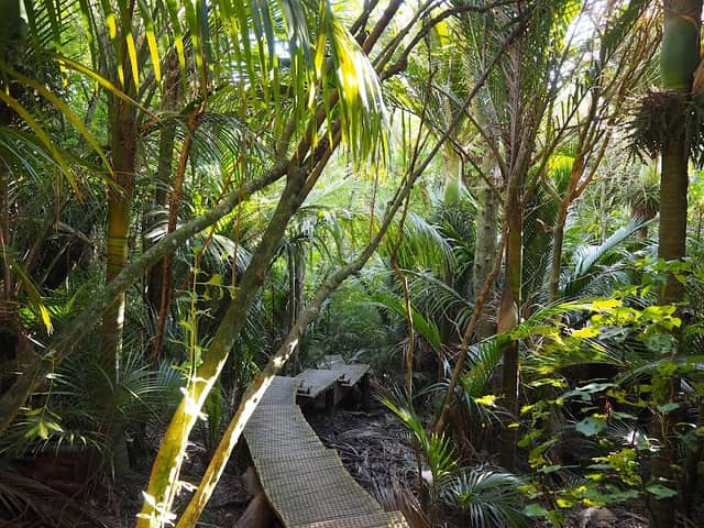 Barry Hadfield Nikau Reserve - Image 2