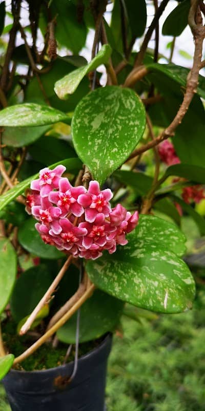 Patcharawalai Garden - Image 2
