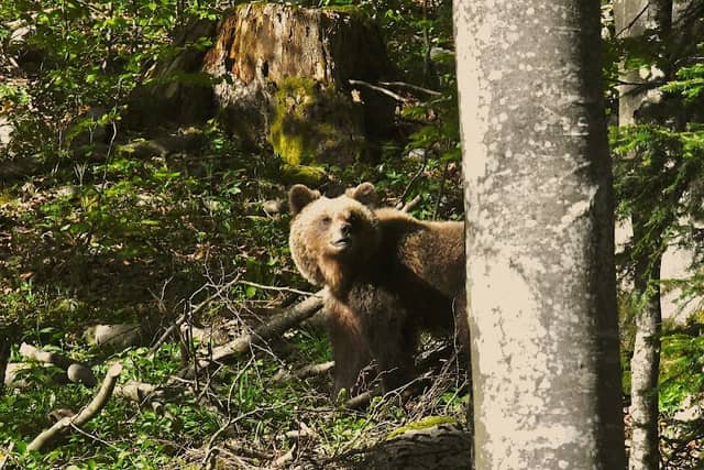 BEARoundme, bear watching & forest hiking tours - Image 1