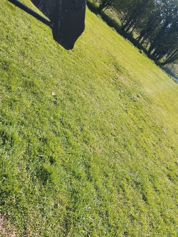 Cavan Park wood statue - Image 2