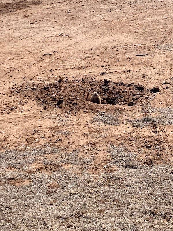 Prairie Dog Pasture - Image 1