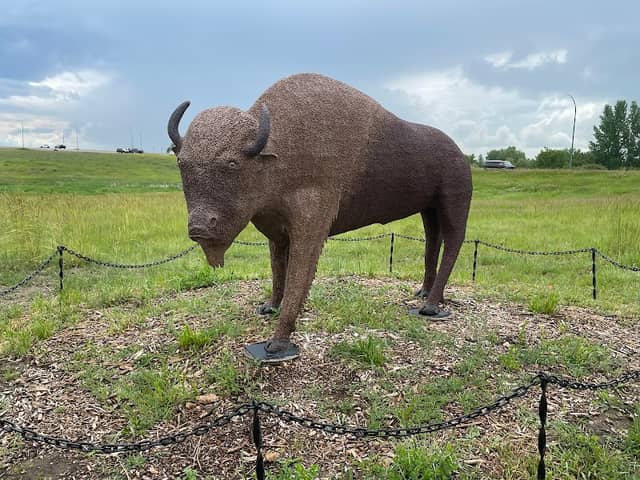 The American Bison - Image 1