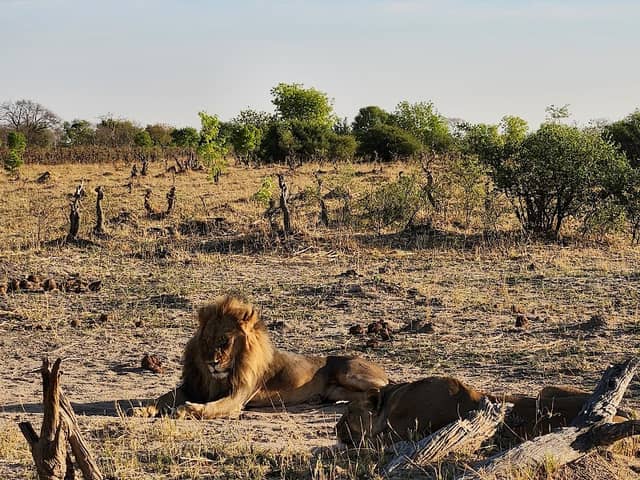 Hwange National Park - Image 1