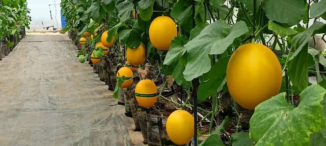 SUKADAMAI GREEN HOUSE - Image 1