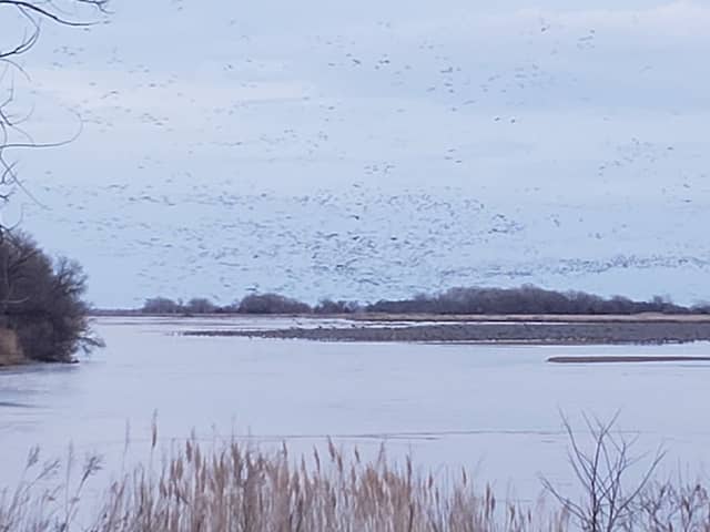 Alda Sandhill Crane Viewing Deck - Image 2
