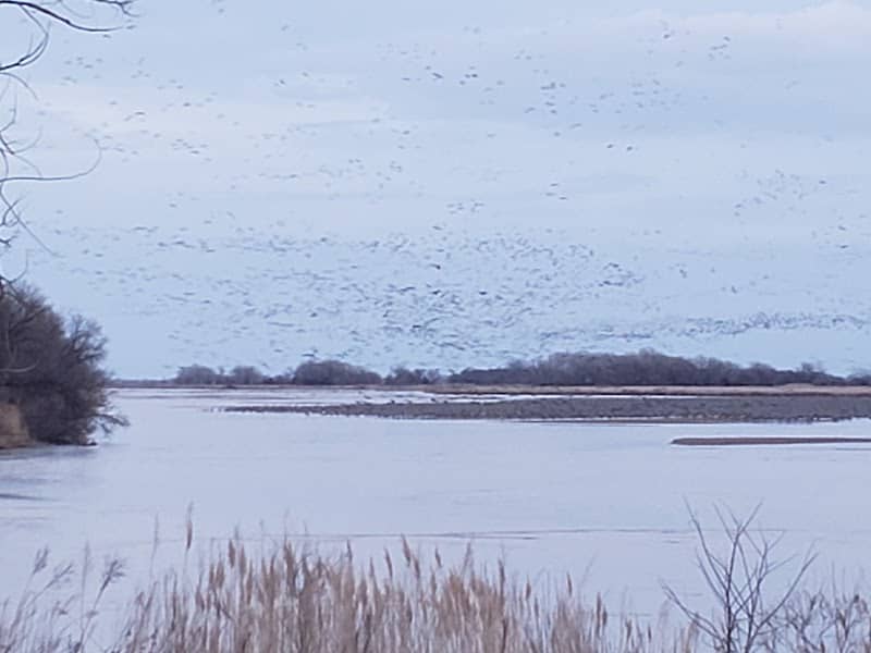 Alda Sandhill Crane Viewing Deck - Image 1