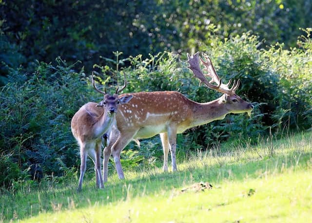 Bolderwood Deer Sanctuary - Image 2
