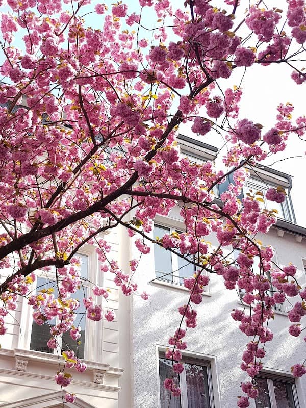Kirschblüte - Image 2