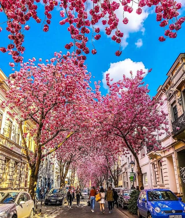 Kirschblüte - Image 1