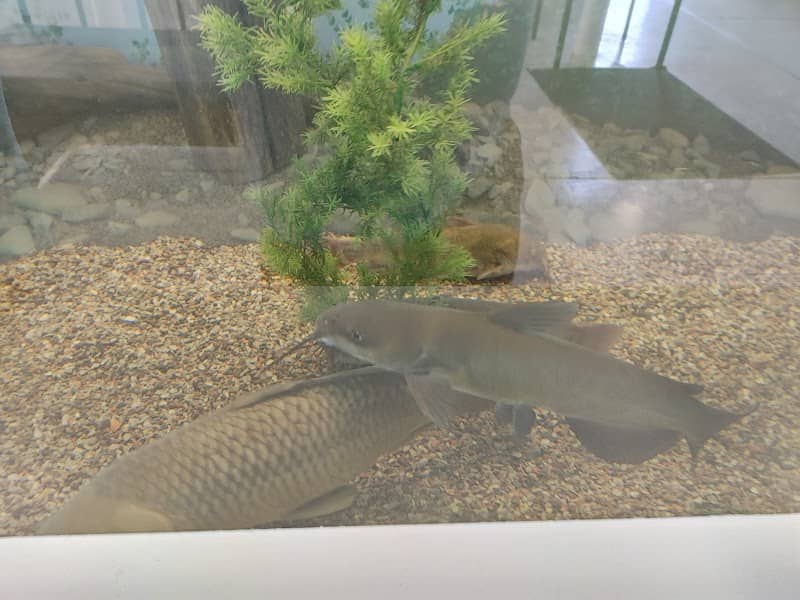 Cape Vincent Fisheries Station - Image 1