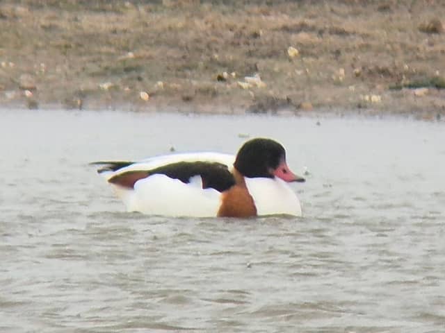 Fen Hide - Image 1