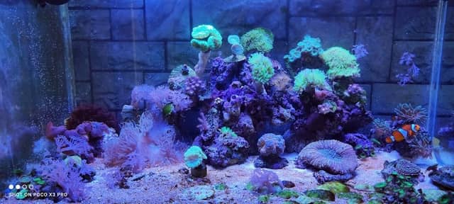 Aquarium Geeks LA - Image 2