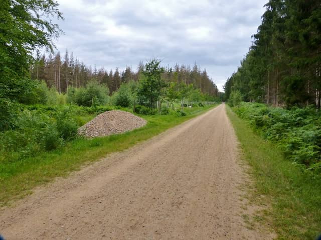 "Dünenläufer" Eichenallee - Image 1