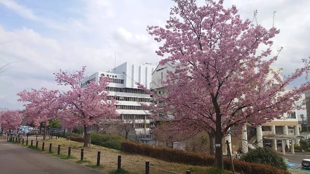 新鎌ヶ谷2丁目公園河津桜 - Image 2