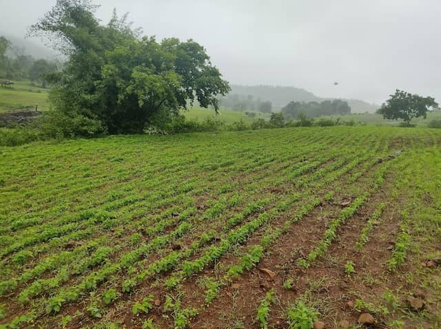 NIKHADE farm - Image 1