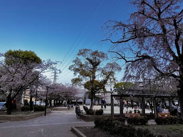 Ukita Sakura Park - Image 1