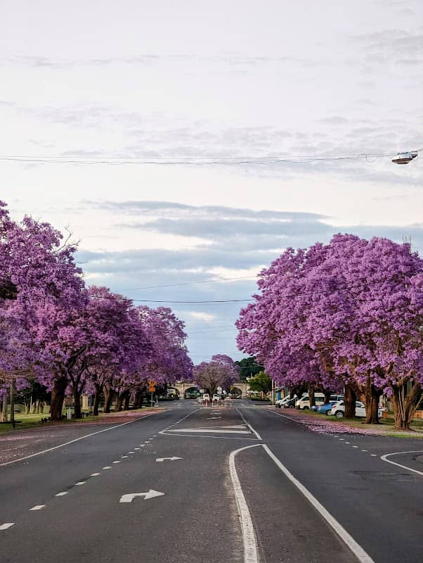 Self-Guided Grafton Jacaranda & Heritage Walking Tour - Image 1