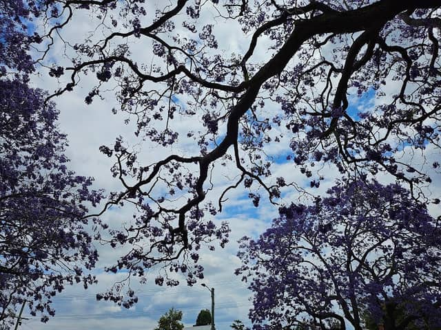Self-Guided Grafton Jacaranda & Heritage Walking Tour - Image 2