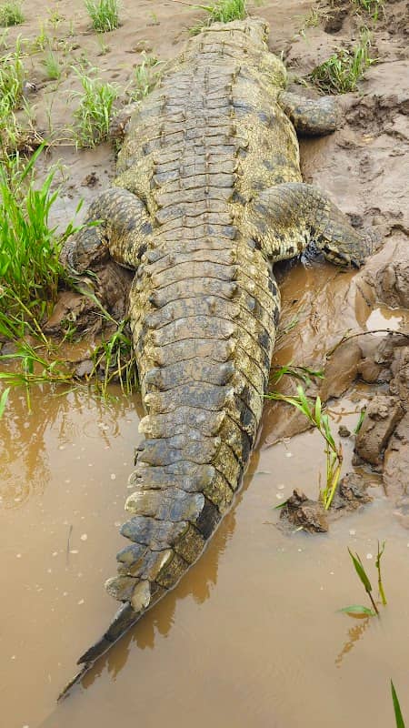 Jungle Crocodile Safari Private Dock - Image 1