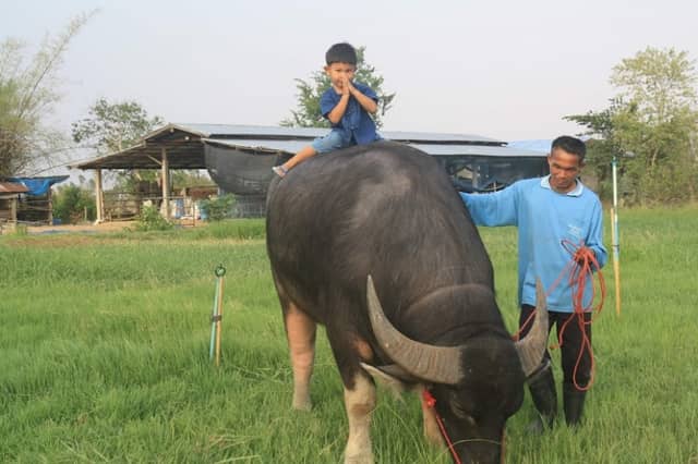 ภูมิเจริญฟาร์มควายงามบ้านดอนหน่อง - Image 1