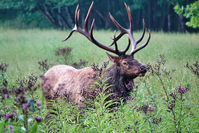 Cataloochee Valley - Image 2