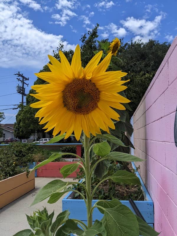 Learning Garden | Queen Park - Image 1