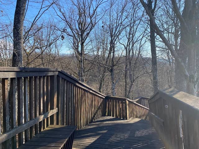 Forest viewpoint - Image 1