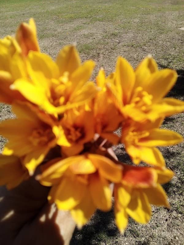 Sadie Thomas Memorial Park - Image 2