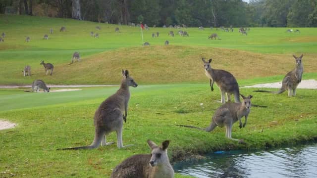 Port Stephens Kangaroo Encounters - Image 1