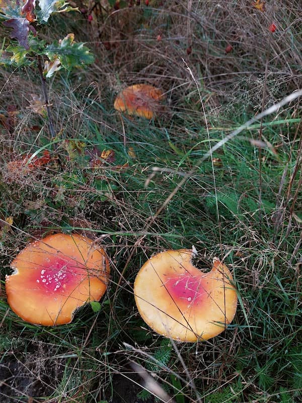 Weegbrugweg - Image 1
