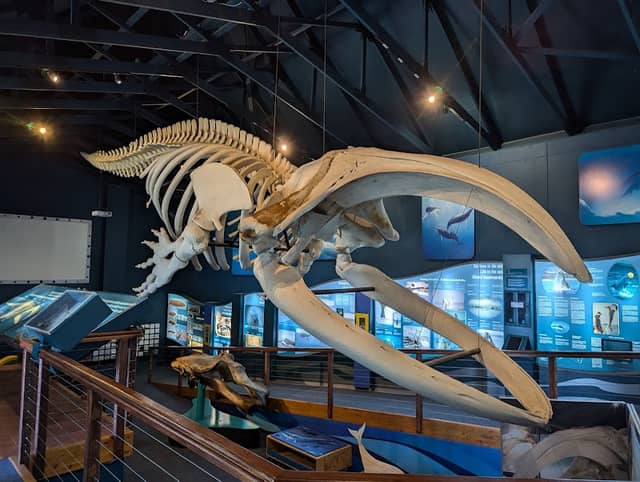 Whale Museum - Image 1