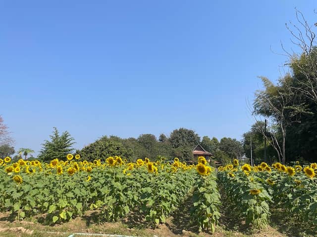 Rimping Flower House-บ้านดอกไม้ริมปิง - Image 1
