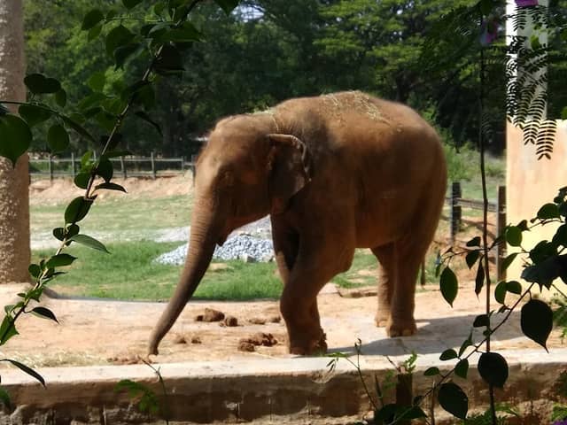 Sri Chamarajendra Zoological Gardens - Image 3