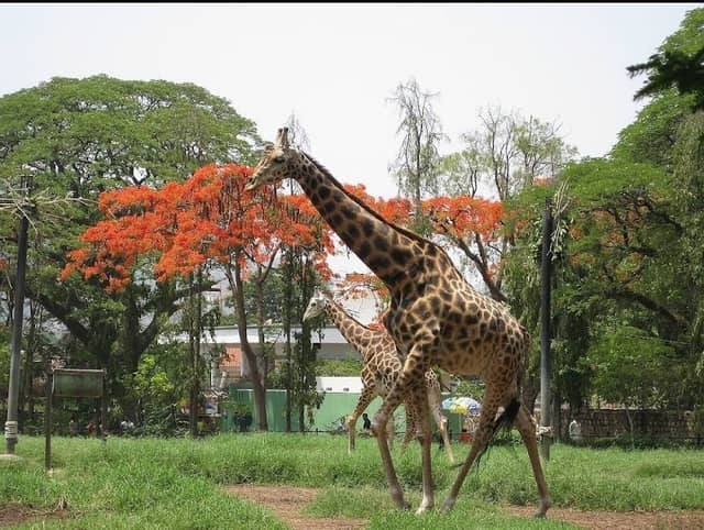 Sri Chamarajendra Zoological Gardens - Image 2