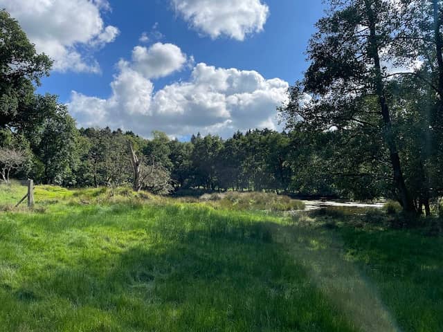 Farran woods - Image 1