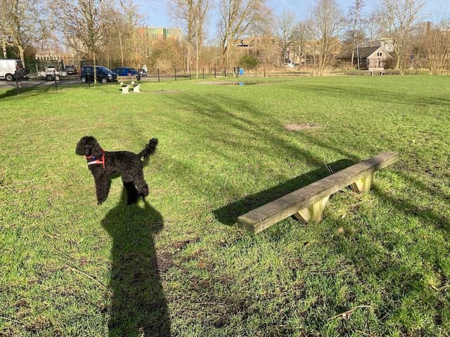 Hondenuitlaatveld Potmarge🐕 - Image 1