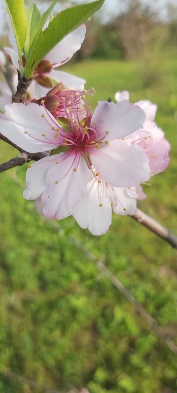 Raza Garden رضا گارڈن - Image 1