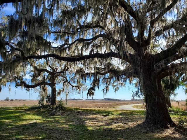Savannah Wildlife Dr - Image 3