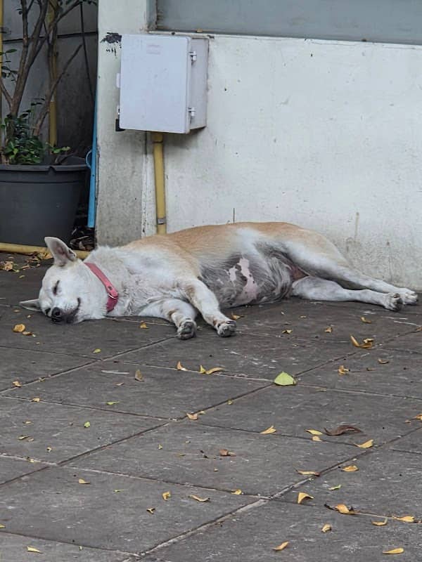 Good girl dog - Image 2