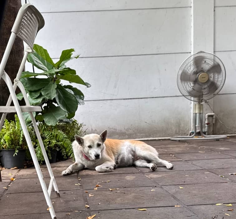 Good girl dog - Image 1