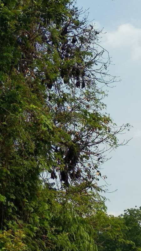 Bat trees - Image 1