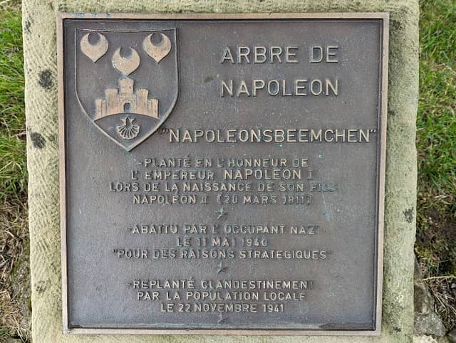 Napoleon tree - Image 1