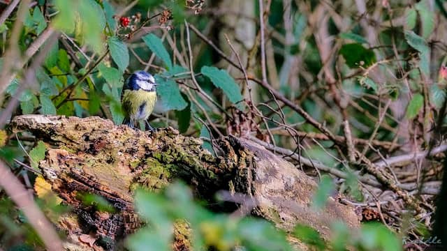 Bird Hide - Image 2