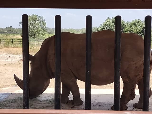 Rhinory - Image 1