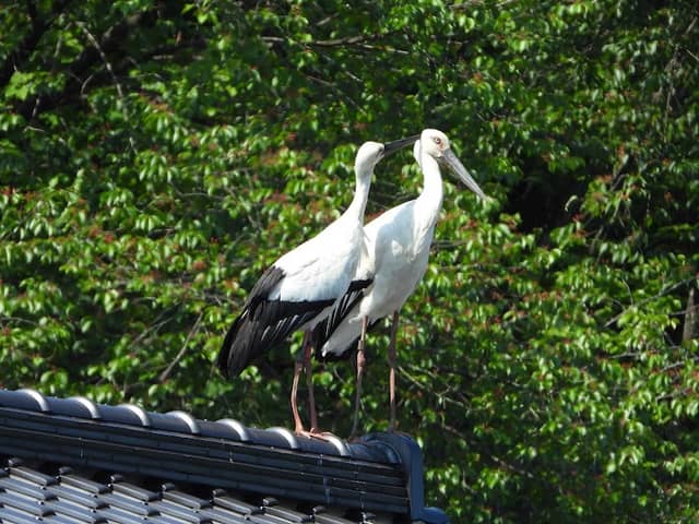 Hyogo Park of the Oriental White Stork (Konotorinosato Park) - Image 1