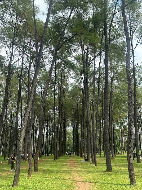 Pine garden - Image 1