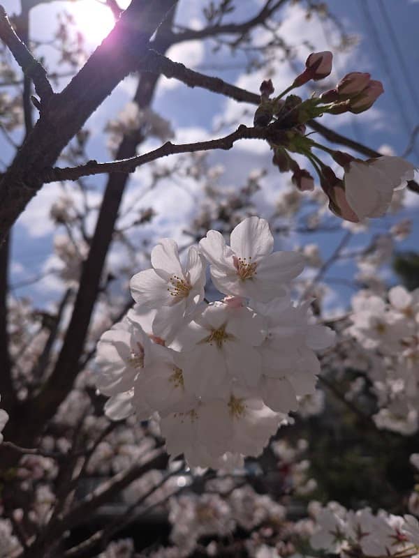 チャーシューのおうちの一本桜 - Image 1