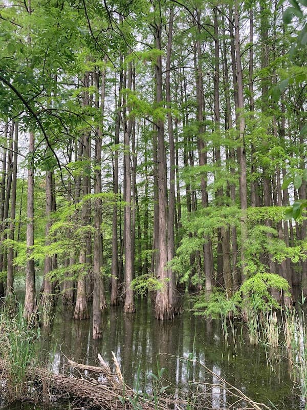 Parcul Dendrologic - Image 1