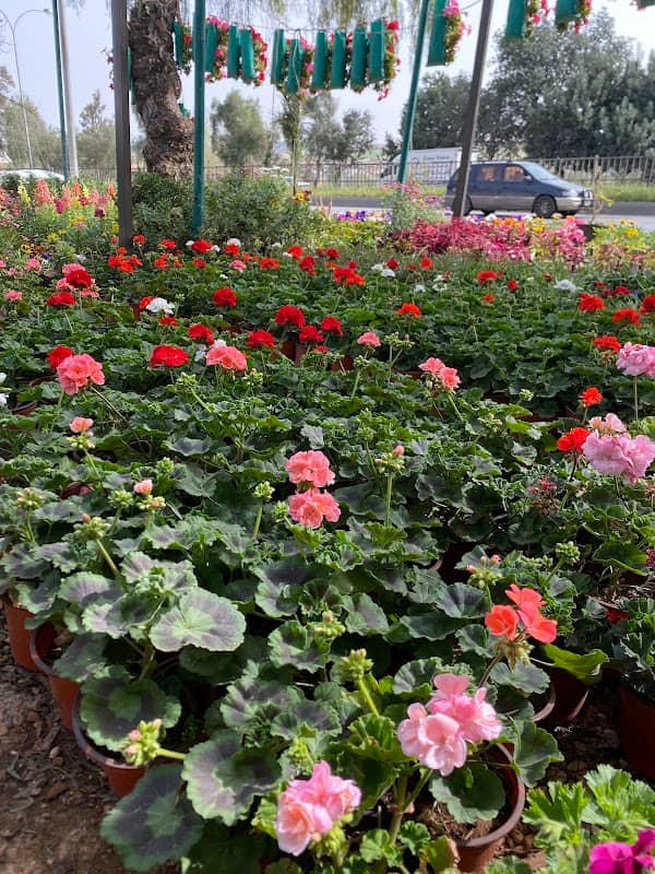 Green Gardens, مشاتل السبع الحدائق الخضراء - Image 1